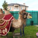 Семейные праздники